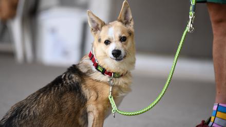 Ein angeleinter Hund im Tierheim Berlin