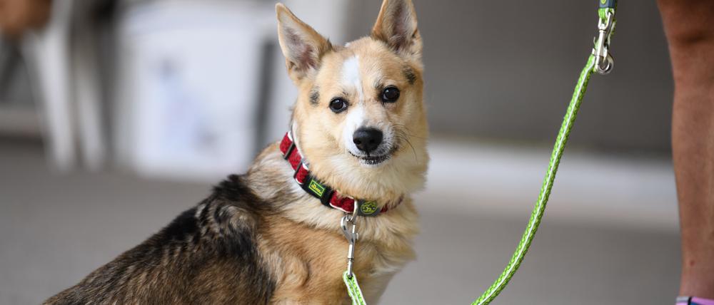 Ein angeleinter Hund im Tierheim Berlin.
