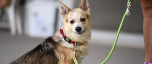 Ein angeleinter Hund im Tierheim Berlin.