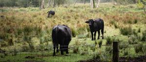 Die Wasserbüffel im Tegeler Fließtal sollen nicht auf die Nachbarwiesen ausbüxen, deswegen gibt es bald eine neue Umzäunung.