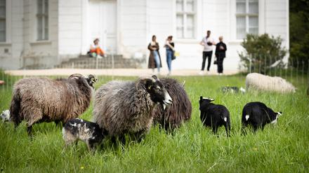 Schafe im Berliner Schlossgarten Charlottenburg: Tierische Grün-Pfleger sind auch in Treptow-Köpenick im Einsatz. 