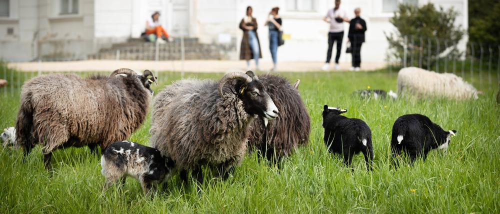 Schafe im Berliner Schlossgarten Charlottenburg: Tierische Grün-Pfleger sind auch in Treptow-Köpenick im Einsatz. 