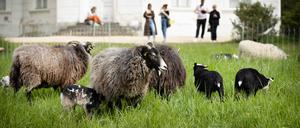 Schafe im Berliner Schlossgarten Charlottenburg: Tierische Grün-Pfleger sind auch in Treptow-Köpenick im Einsatz.