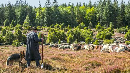Auf der Lüneburger Heide, in dem wunderschönen Land. Tatsächlich?