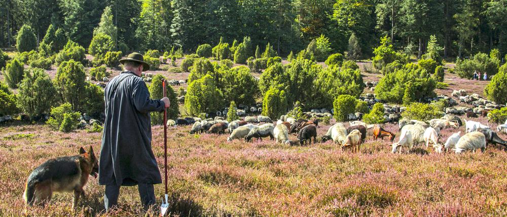 Auf der Lüneburger Heide, in dem wunderschönen Land. Tatsächlich?