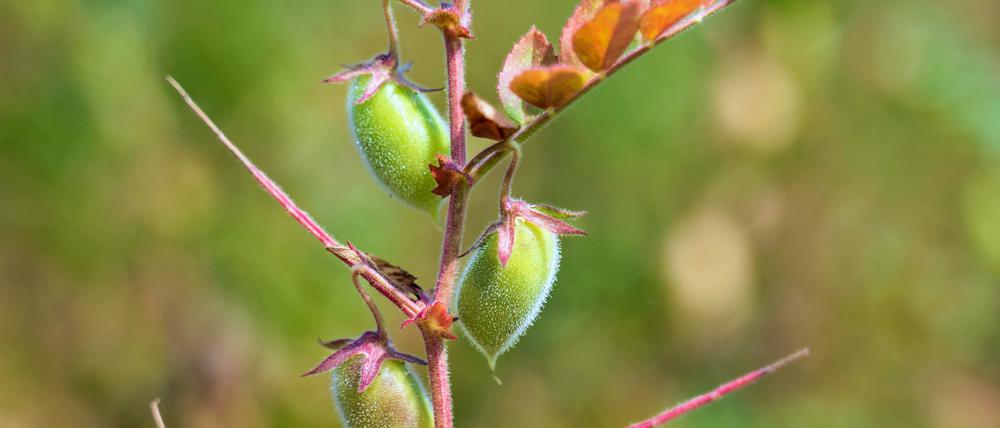 Von grasgrün bis beige-golden: Die Kichererbsen unten sind deutlich älter, weil oben immer neue nachwachsen.