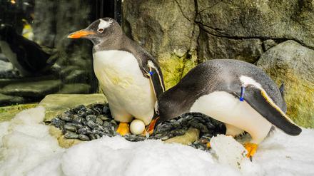 Australien, Sydney: Das Bild zeigt die Eselspinguine Sphen (l.) und Magic bei der Pflege eines Eies im Sea Life Sydney Aquarium in Sydney. Der schwule Eselspinguin Sphen ist mit elf Jahren in Sydney gestorben. Er und sein Partner Magic waren sechs Jahre lang ein Paar und haben zwei Küken adoptiert.