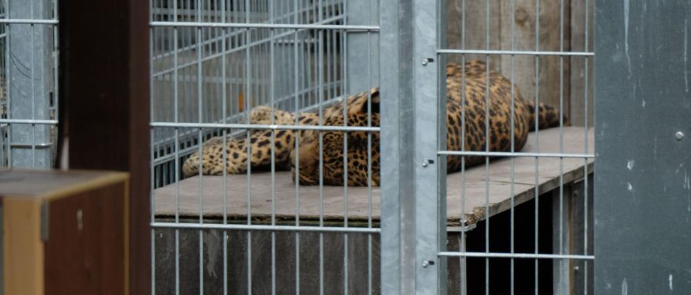 Leopard in einem Gehege: In der Slowakei werden Raubkatzen auch in kleinen Privatzoos gehalten. (Symbolbild)