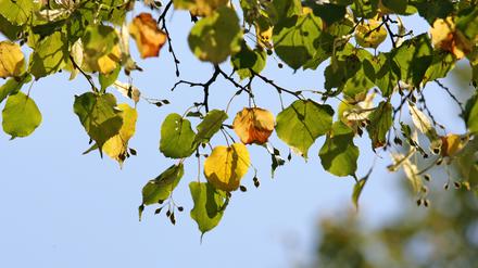 Fünf Linden wurden gefällt in der Kurfürstenstraße.