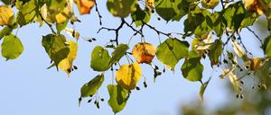 Fünf Linden wurden gefällt in der Kurfürstenstraße.