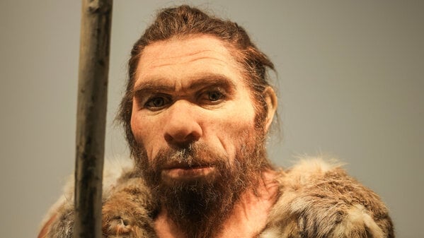 Eine Nachbildung des Neandertalers steht im LVR-LandesMuseum Bonn.