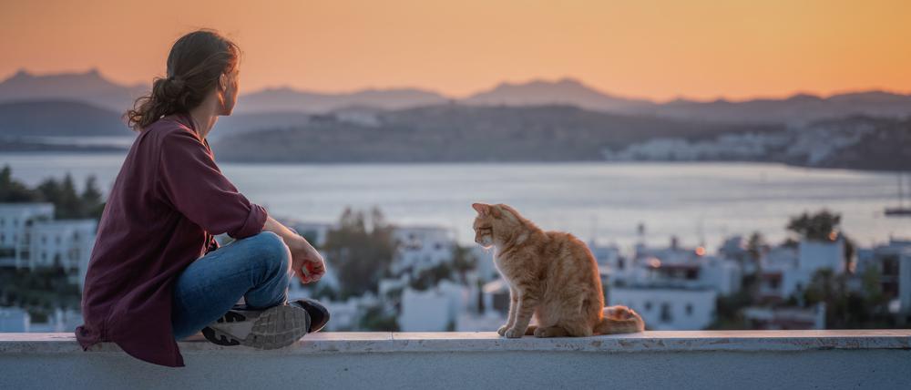 Katzen sind niedlich und viele Menschen können nicht widerstehen, sie zu streicheln. (Symbolbild)