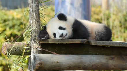 In zoologischen Einrichtungen wird die Nachzucht bedrohter Tierarten international koordiniert.  