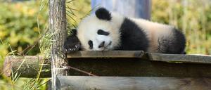 In zoologischen Einrichtungen wird die Nachzucht bedrohter Tierarten international koordiniert.  