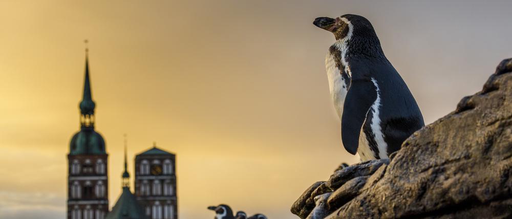 Humboldtpinguine im Ozeaneum Stralsund.