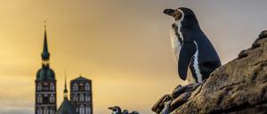 Humboldtpinguine im Ozeaneum Stralsund.