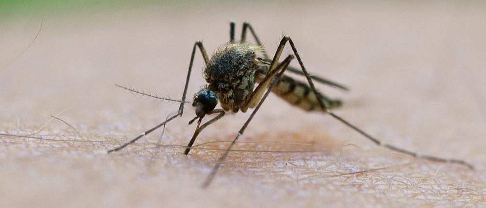 In den USA wurden dieses Jahr bislang drei EEE-Fälle bei Menschen bekannt, in den Bundesstaaten Massachusetts, Vermont und New Jersey. Zu den Symptomen der Viruserkrankung zählen unter anderem Fieber, Kopfschmerzen, Erbrechen, Durchfall und Schwindel.