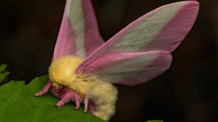 So hübsch der Falter Dryocampa rubicunda mit seinen zarten Farben und der wilden Löwenmähne aussieht: Zu sehen bekommt man ihn nur nachts.