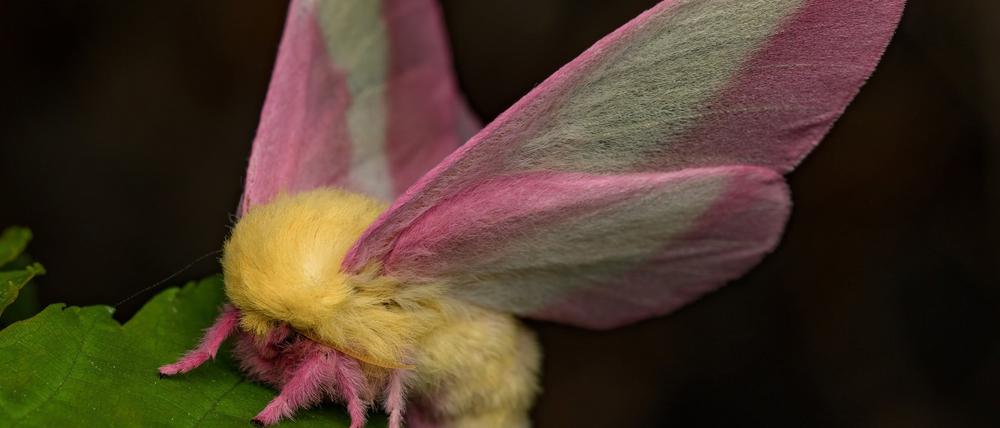 So hübsch der Falter Dryocampa rubicunda mit seinen zarten Farben und der wilden Löwenmähne aussieht: Zu sehen bekommt man ihn nur nachts.