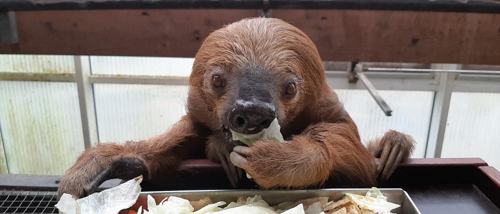 Faultier Jan beim Essen. Das Faultier aus dem Krefelder Zoo ist laut Guinness Buch der Rekorde das älteste in Gefangenschaft lebende Faultier der Welt.
