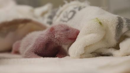 Die Panda-Zwillinge haben ein paar Gramm zugenommen.