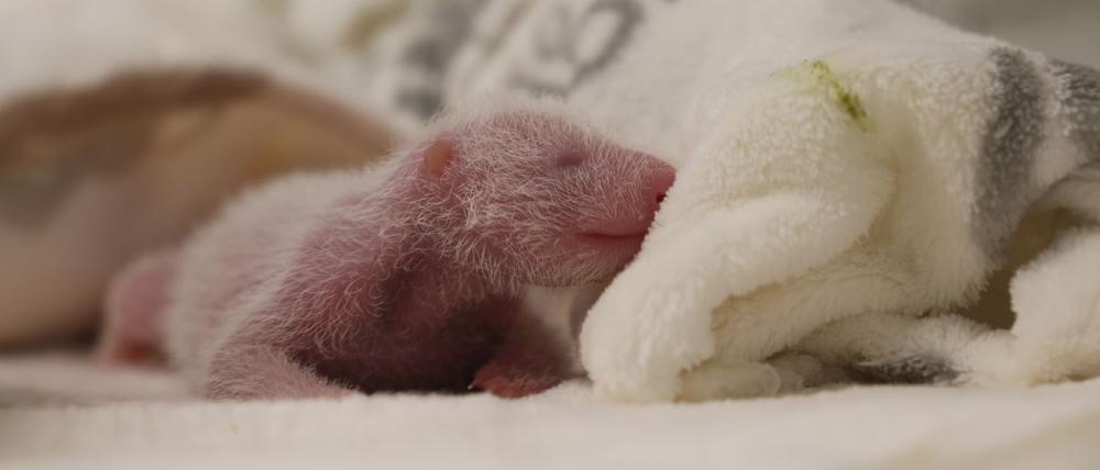 Die Panda-Zwillinge haben ein paar Gramm zugenommen.
