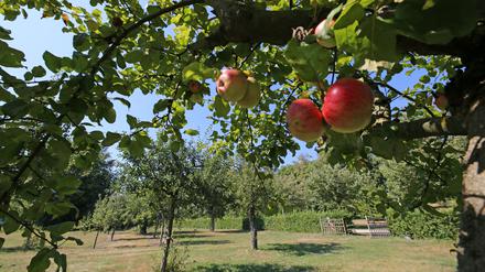 Potsdam, deine Gärten. Garten der Alexandrowka.