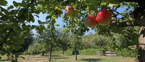Potsdam, deine Gärten. Garten der Alexandrowka.