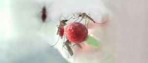Culex-Mücken übertragen das West-Nil-Virus. Sich vor Stichen zu schützen, kann Infektionen verhindern.