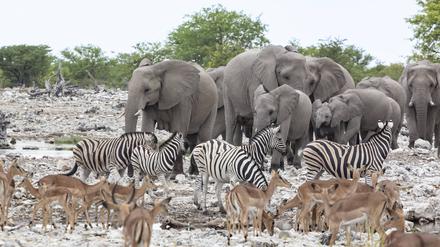 Zebras, Elefanten und Antilopen am Wasserloch im Etosha-Nationalpark in Namibia (Symbolbild)