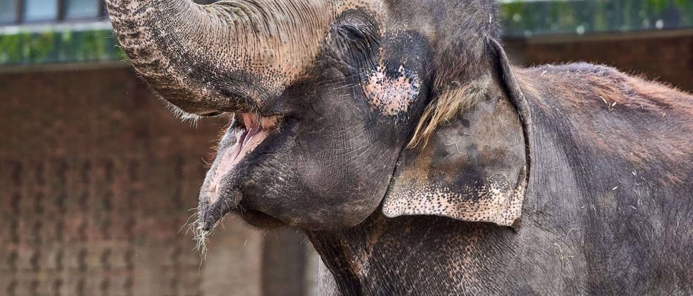 Elefant bei der traditionellen Weihnachtsbaumfütterung im Berliner Zoo.