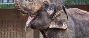 Elefant bei der traditionellen Weihnachtsbaumfütterung im Berliner Zoo. 