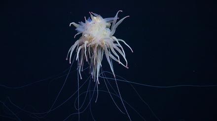 Kreatur der Tiefe: eine Bathyphysa-Staatsqualle, auch fliegendes Spaghetti-Monster genannt.