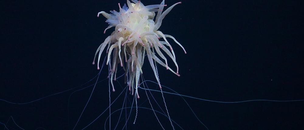 Kreatur der Tiefe: eine Bathyphysa-Staatsqualle, auch fliegendes Spaghetti-Monster genannt.