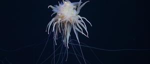 Kreatur der Tiefe: eine Bathyphysa-Staatsqualle, auch fliegendes Spaghetti-Monster genannt.