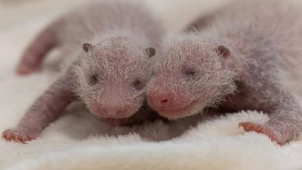 Die beiden Panda-Zwillinge liegen auf einer Decke im Zoo Berlin. Gut eine Woche nach der Geburt der Panda-Zwillinge im Zoo Berlin ist sich das Panda-Team sicher: Es sind zwei Weibchen, teilte der Zoo Berlin mit.