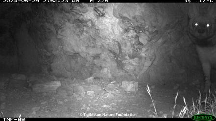 Streifenhyänen galten in Tadschikistan als ausgestorben. Nach einem Kamerafallennachweis werden die verbliebenen Tiere besser geschützt.