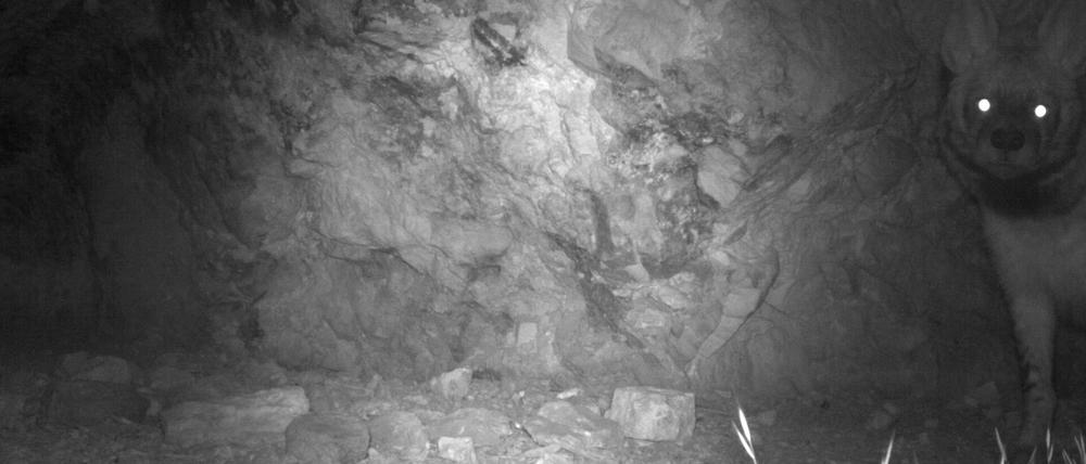 Streifenhyänen galten in Tadschikistan als ausgestorben. Nach einem Kamerafallennachweis werden die verbliebenen Tiere besser geschützt.
