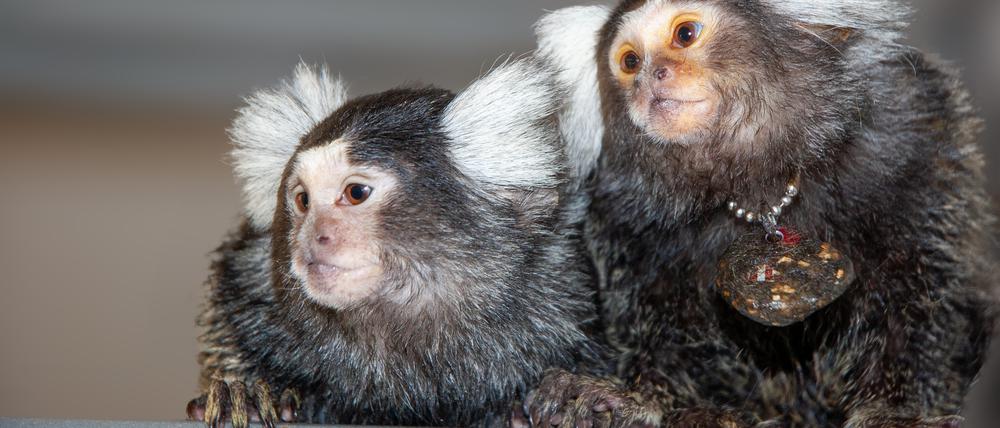 Zwei Marmosetten-Äffchen: Die Primaten sprechen einander wohl mit einer Art von Namen an. 
