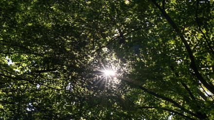 Die Sonne scheint durch die grünen Blätter eines Baumes in einem Wald. (Symbolbild)