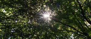 Die Sonne scheint durch die grünen Blätter eines Baumes in einem Wald. (Symbolbild)
