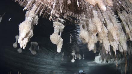 Phreatische Überkrustungen auf Tropfsteinen wachsen genau auf der Meereshöhe. Man sieht sie auf dem Bild über dem Taucher in der ‘Galeria de les Delícies’ in der Drachenhöhle auf Mallorca, Spanien. Diese Überkrustungen ermöglichen eine genauere Rekonstruktion der früheren Meeresspiegel. Die unter dem Wasser liegenden Stalagmiten sind zu einer Zeit gewachsen, als der Meeresspiegel deutlich niedriger war.