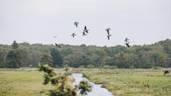 Ein treuer Wintergast: Im Nationalpark Vorpommersche Boddenlandschaft rasten zeitweise bis zu 15.000 Nonnengänse.