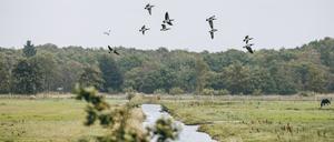 Ein treuer Wintergast: Im Nationalpark Vorpommersche Boddenlandschaft rasten zeitweise bis zu 15.000 Nonnengänse.