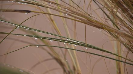 Das Buschmansgras bildet eine wichtige ökologische Nische – die sogenannten „Nebelpflanzen-Oasen“. 