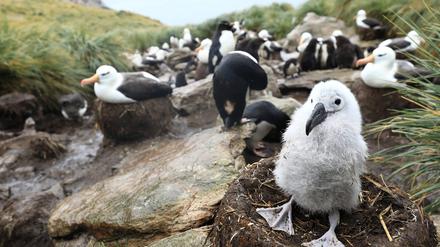 Auch über Schwarzbrauen-Albatrosse, hier ein Küken in einer Brutkolonie auf den britischen Falkland-Inseln vor Argentinien, ist die Vogelgrippe wohl in die Antarktis gelangt. 