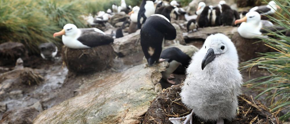 Auch über Schwarzbrauen-Albatrosse, hier ein Küken in einer Brutkolonie auf den britischen Falkland-Inseln vor Argentinien, ist die Vogelgrippe wohl in die Antarktis gelangt. 