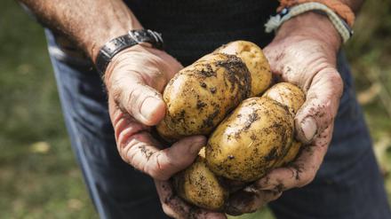 Frisch aus der Erde geholte Kartoffeln. 