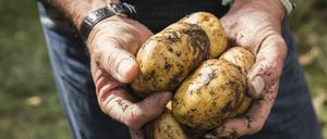 Frisch aus der Erde geholte Kartoffeln. 