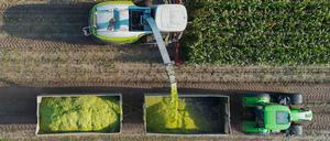 Auf einem Feld der Agrargenossenschaft Vorspreewald eG im brandenburgischen Landkreis Spree-Neiße wird Mais gehäckselt.